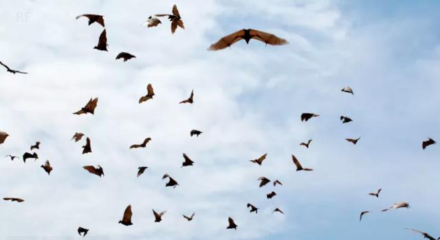 为什么说蝙蝠也是哺乳动物（同样是哺乳动物）(20)