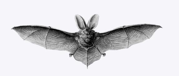 为什么说蝙蝠也是哺乳动物（同样是哺乳动物）(12)