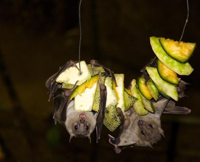 为什么说蝙蝠也是哺乳动物（同样是哺乳动物）(34)