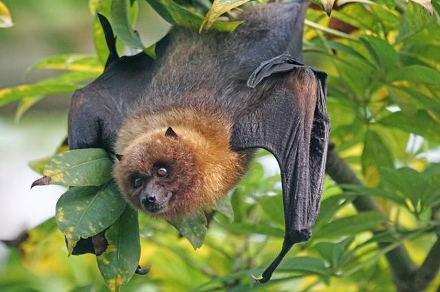 为什么说蝙蝠也是哺乳动物（同样是哺乳动物）(6)