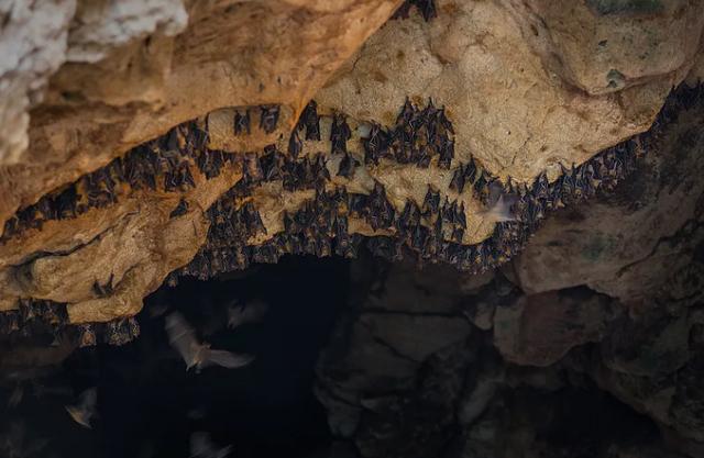 为什么说蝙蝠也是哺乳动物（同样是哺乳动物）(29)