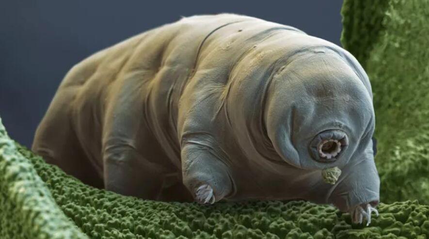 水熊虫寿命是多少年（水熊虫寿命简述）