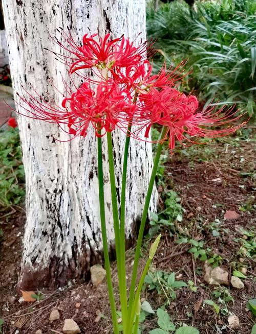 彼岸花开是什么意思（彼岸花代表的意思）