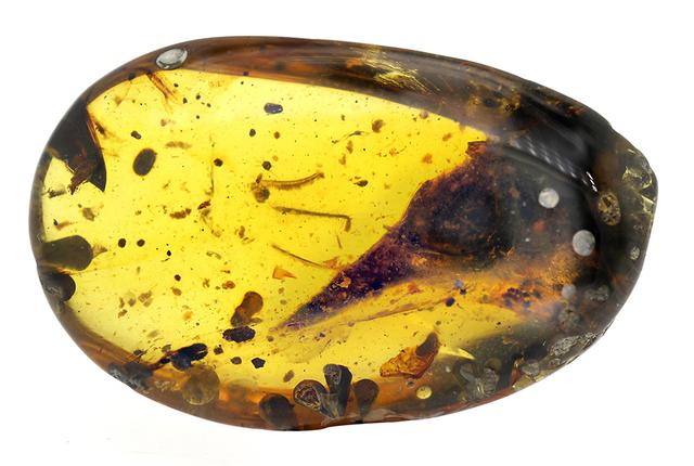 恐龙都是吃什么肉（霸王龙口感可能不太好）(16)