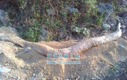 虬褫是什么意思（虬褫解释）