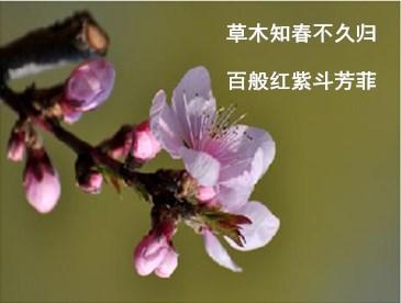 草木知春不久归百般红紫斗芳菲什么意思(草木知春不久归百般红紫斗芳菲出处)