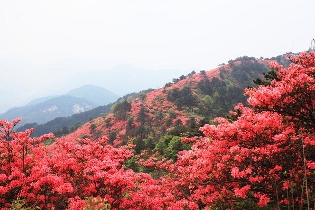 革命红色景点井冈山简介（红色旅游圣地-井冈山）(6)