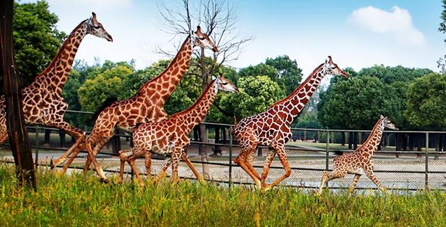 上海旅游必去十大景点推荐（上海必去的十大旅游景点）(3)