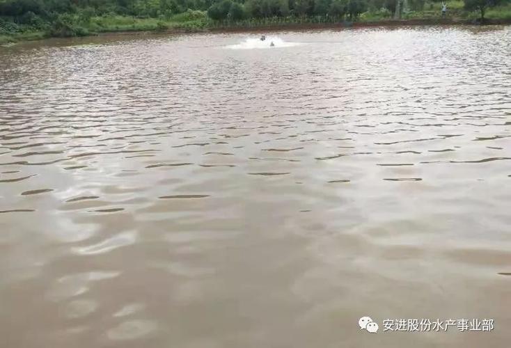 下雨后池塘水非常浑浊是什么原因（连续阴雨池塘水质浑浊）