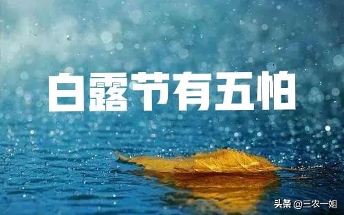 白露是什么节气有什么讲究（白露节气到了老祖宗常说）(1)