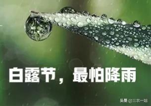 白露是什么节气有什么讲究（白露节气到了老祖宗常说）(3)