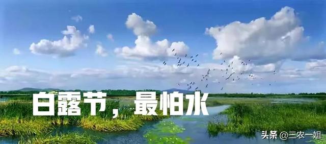 白露是什么节气有什么讲究（白露节气到了老祖宗常说）(2)