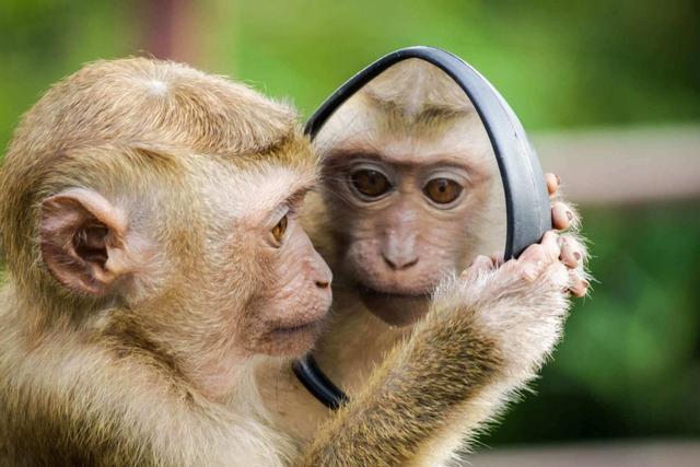 美国的猴痘是因为什么引起的（美国祸不单行）(5)