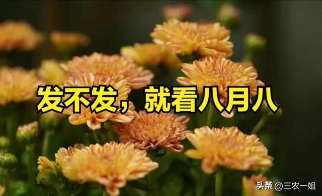 八月八是什么节日旧历(发不发就看八月八)(1)