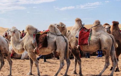 ​包头市响沙湾一日游攻略 赫赫有名的沙漠景点包头响沙湾