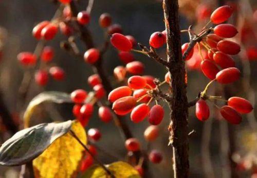 遍插茱萸少一人的遍是什么意思（遍插茱萸少一人原文及翻译）