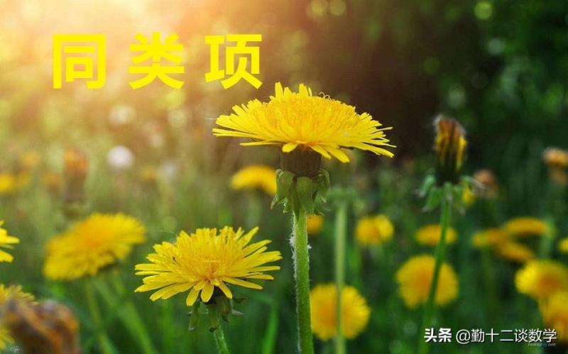 什么是同类项(合并同类项的定义和法则)(1)