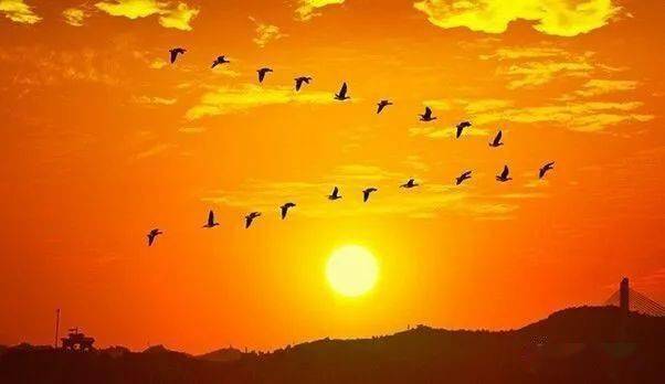 大雁南飞是什么季节，大雁南飞到哪里过冬 
