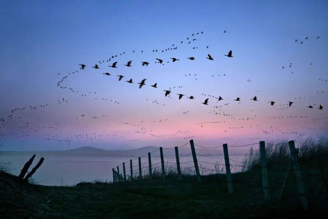 大雁南飞是什么季节，大雁南飞到哪里过冬 