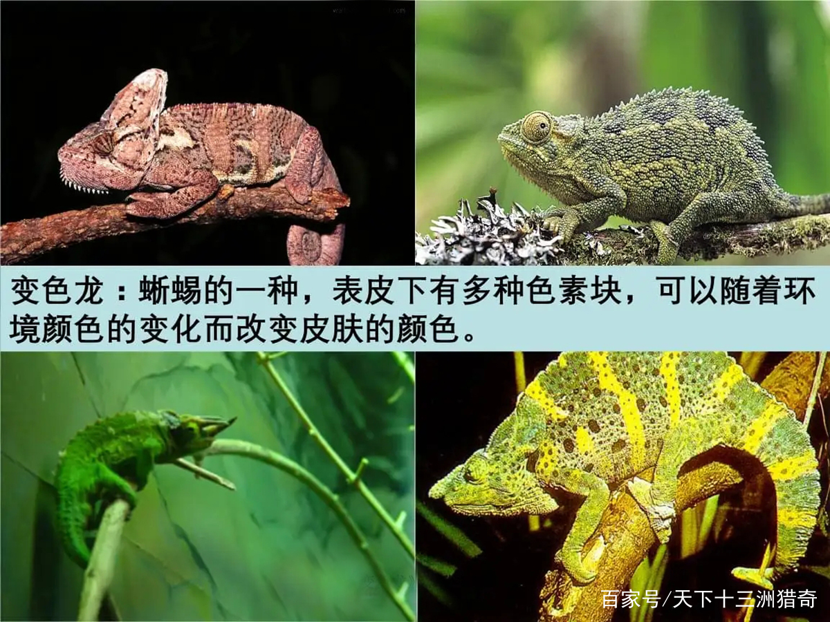 变色龙比喻什么样的人,变色龙形容的是哪种人