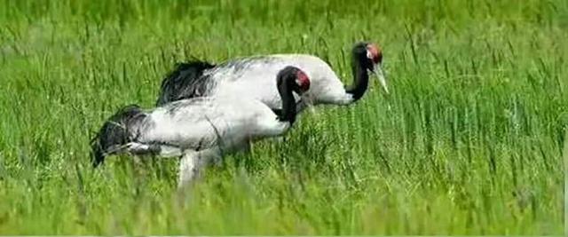 甘南旅游攻略必去景点有哪些（每个地方都是经典）(22)