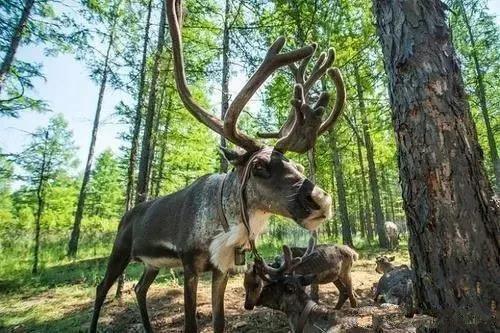 内蒙古旅游景点自驾游攻略图（内蒙古景点旅行内蒙古自驾游攻略20条经典路线推介）(36)