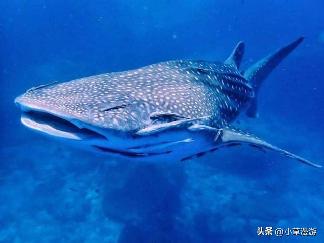 全球10个绝美海岛旅游攻略，16座美出天际的海岛(38)