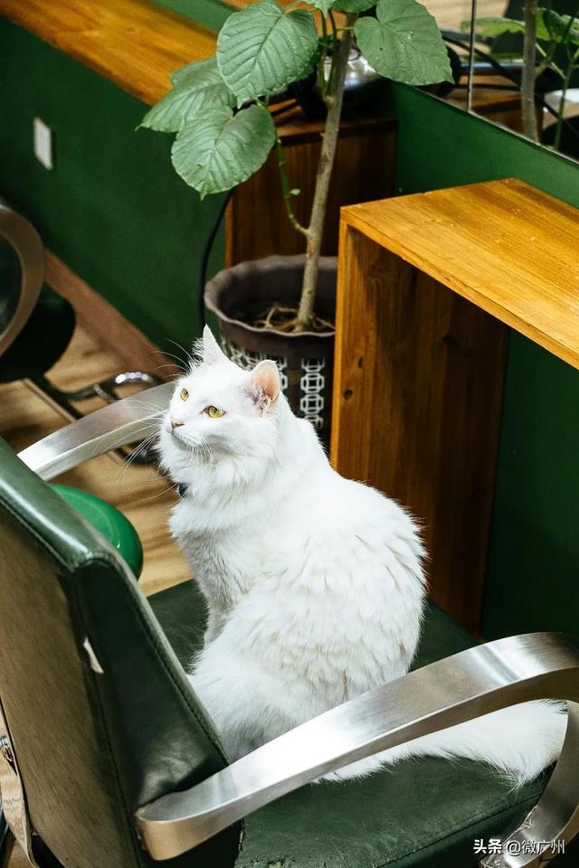 广州自助游攻略推荐（单身狗要的一人游广州攻略来了）(20)