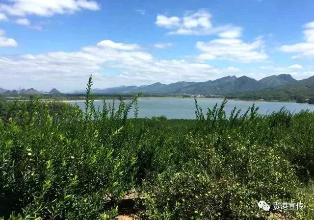 贵港旅游景点介绍大全集（贵港这些旅游胜地你都去过了吗）(28)