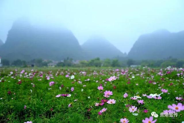 贵港旅游景点介绍大全集（贵港这些旅游胜地你都去过了吗）(25)