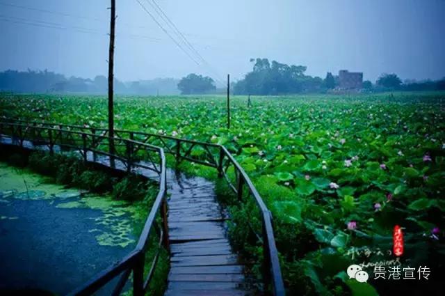 贵港旅游景点介绍大全集（贵港这些旅游胜地你都去过了吗）(19)