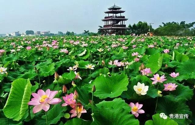 贵港旅游景点介绍大全集（贵港这些旅游胜地你都去过了吗）(18)