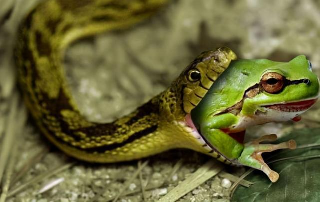 鬣狗为什么被狮子击杀？为什么鬣狗是活吃(2)