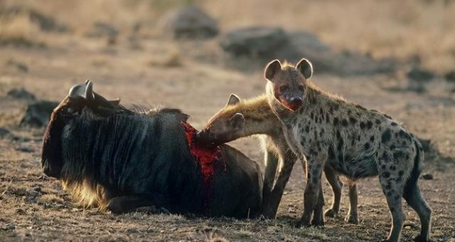 鬣狗为什么被狮子击杀？为什么鬣狗是活吃(1)