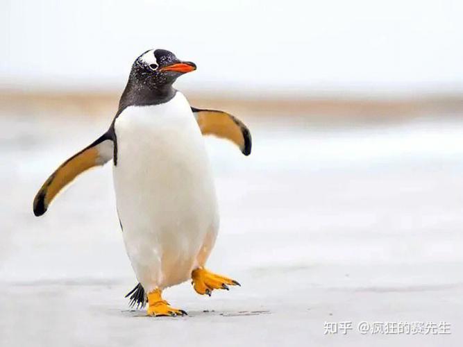 企鹅属于什么鸟（企鹅其实是鸟的一种）