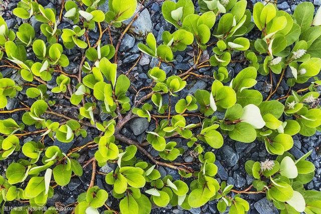 世界上最矮小的树是什么（世界上最矮的树）(2)