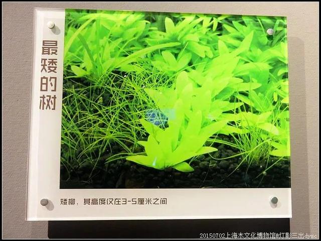 世界上最矮小的树是什么（世界上最矮的树）(3)