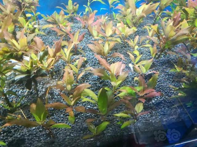 世界上最矮小的树是什么（世界上最矮的树）(1)