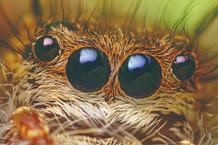 不能眨眼睛的动物是什么（什么动物不能眨眼睛）