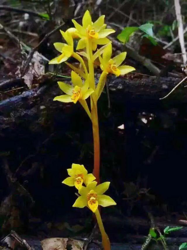 韶关市丹霞山旅游景点介绍（2023乐游韶关各位游客有惊喜啦）(11)