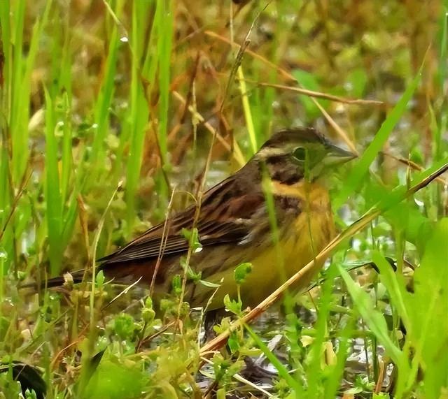 韶关市丹霞山旅游景点介绍（2023乐游韶关各位游客有惊喜啦）(10)