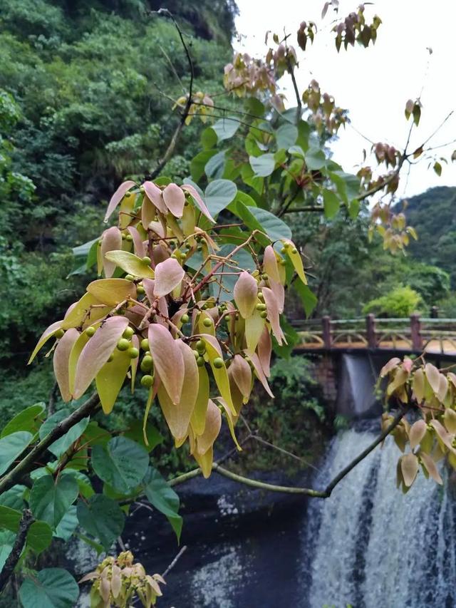 韶关市丹霞山旅游景点介绍（2023乐游韶关各位游客有惊喜啦）(12)