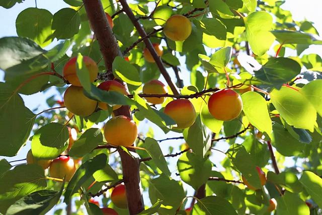 固原市原州区官网（宁夏固原市原州区）(8)