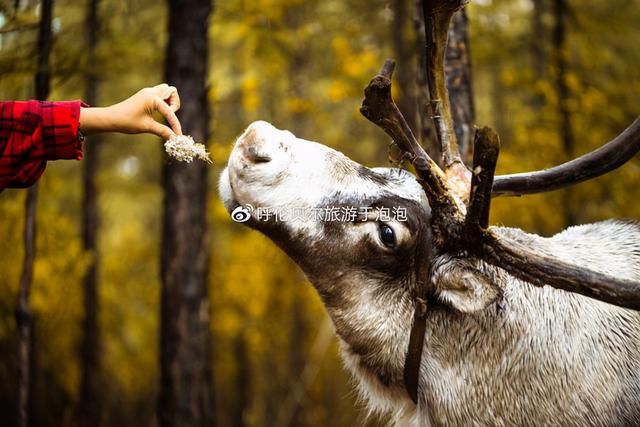 呼伦贝尔旅游必去十大景点推荐（呼伦贝尔深度游攻略）(10)