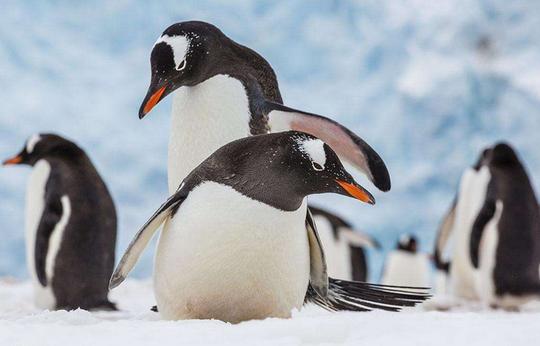 南极旅游攻略最详细（近期火上了天的南极旅游）(7)