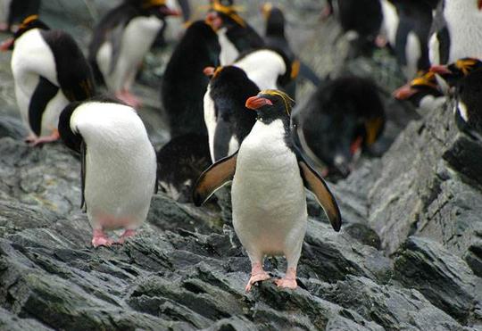 南极旅游攻略最详细（近期火上了天的南极旅游）(11)