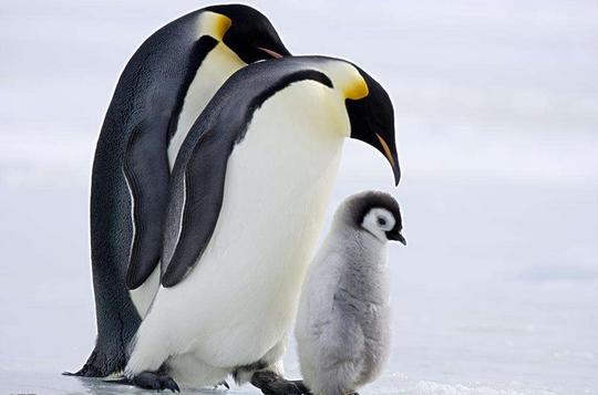 南极旅游攻略最详细（近期火上了天的南极旅游）(5)