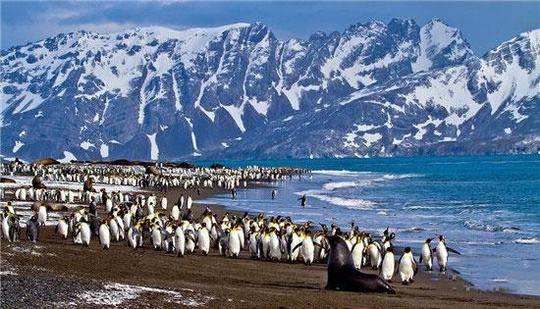 南极旅游攻略最详细（近期火上了天的南极旅游）(4)