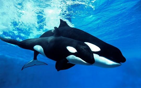 南极旅游攻略最详细（近期火上了天的南极旅游）(13)