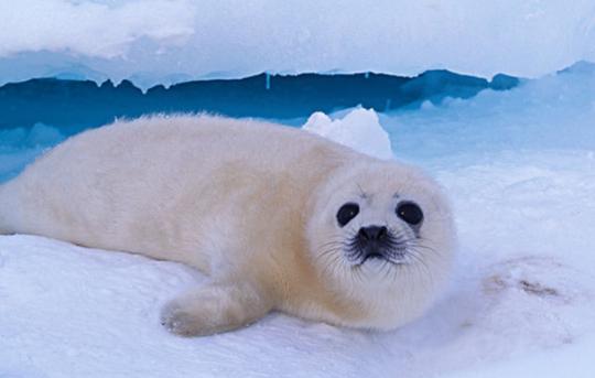 南极旅游攻略最详细（近期火上了天的南极旅游）(12)